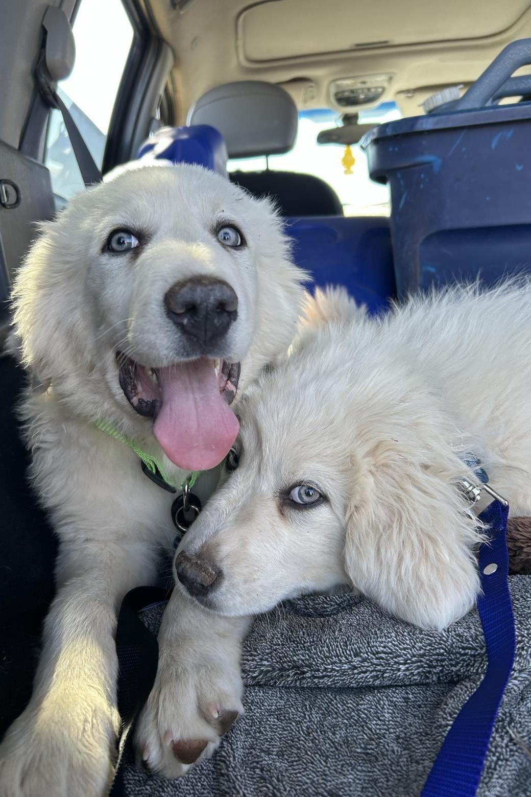 Nimbus, a Adoptable Great Pyrenees in Mesa, AZ image 3/5