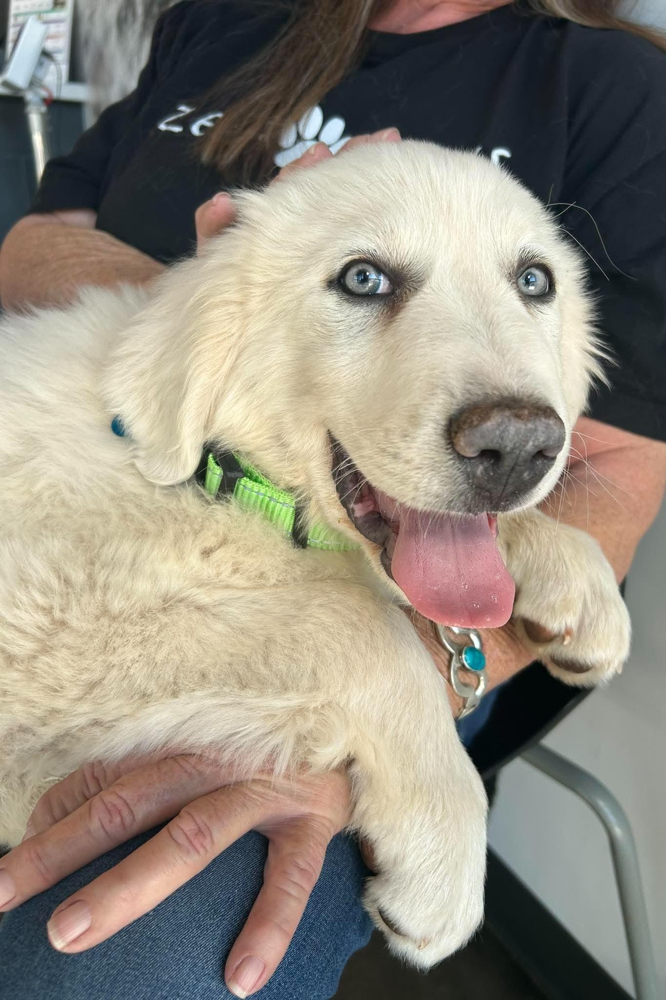 Nimbus, a Adoptable Great Pyrenees in Mesa, AZ image 4/5