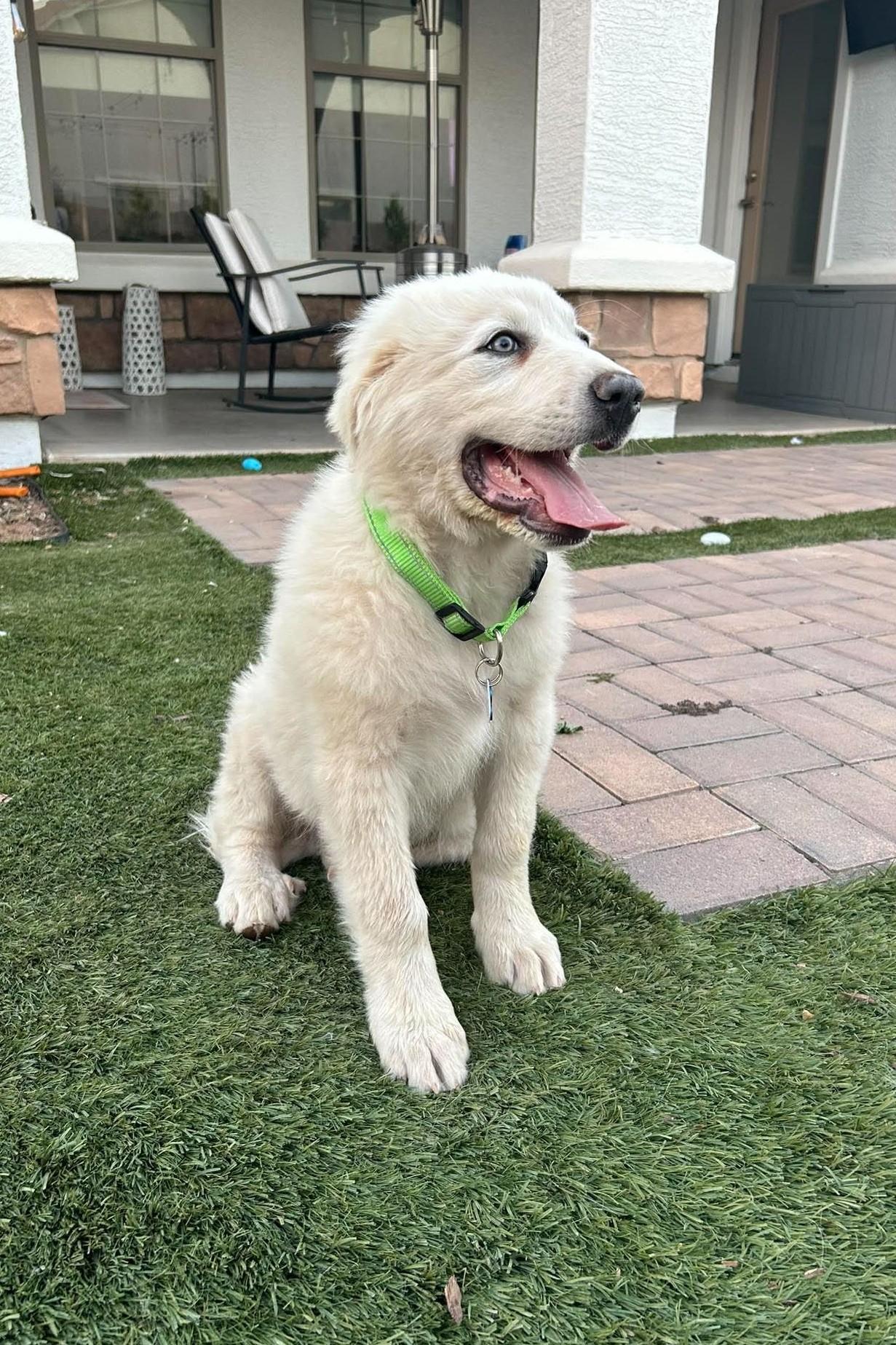 Nimbus, a Adoptable Great Pyrenees in Mesa, AZ image 5/5