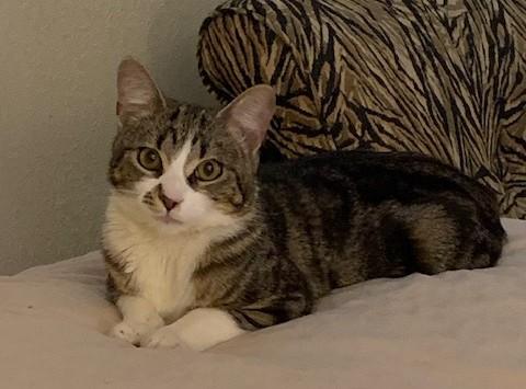 Alice, a Adoptable Domestic Short Hair in Toledo, OH image 1/3