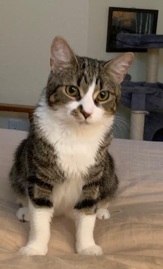 Alice, a Adoptable Domestic Short Hair in Toledo, OH image 2/3