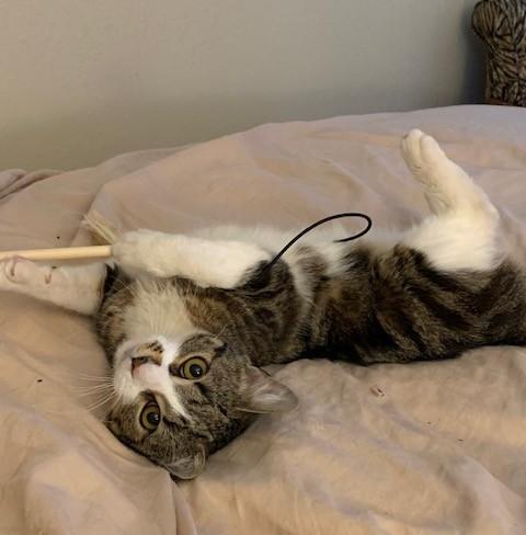 Alice, a Adoptable Domestic Short Hair in Toledo, OH image 3/3