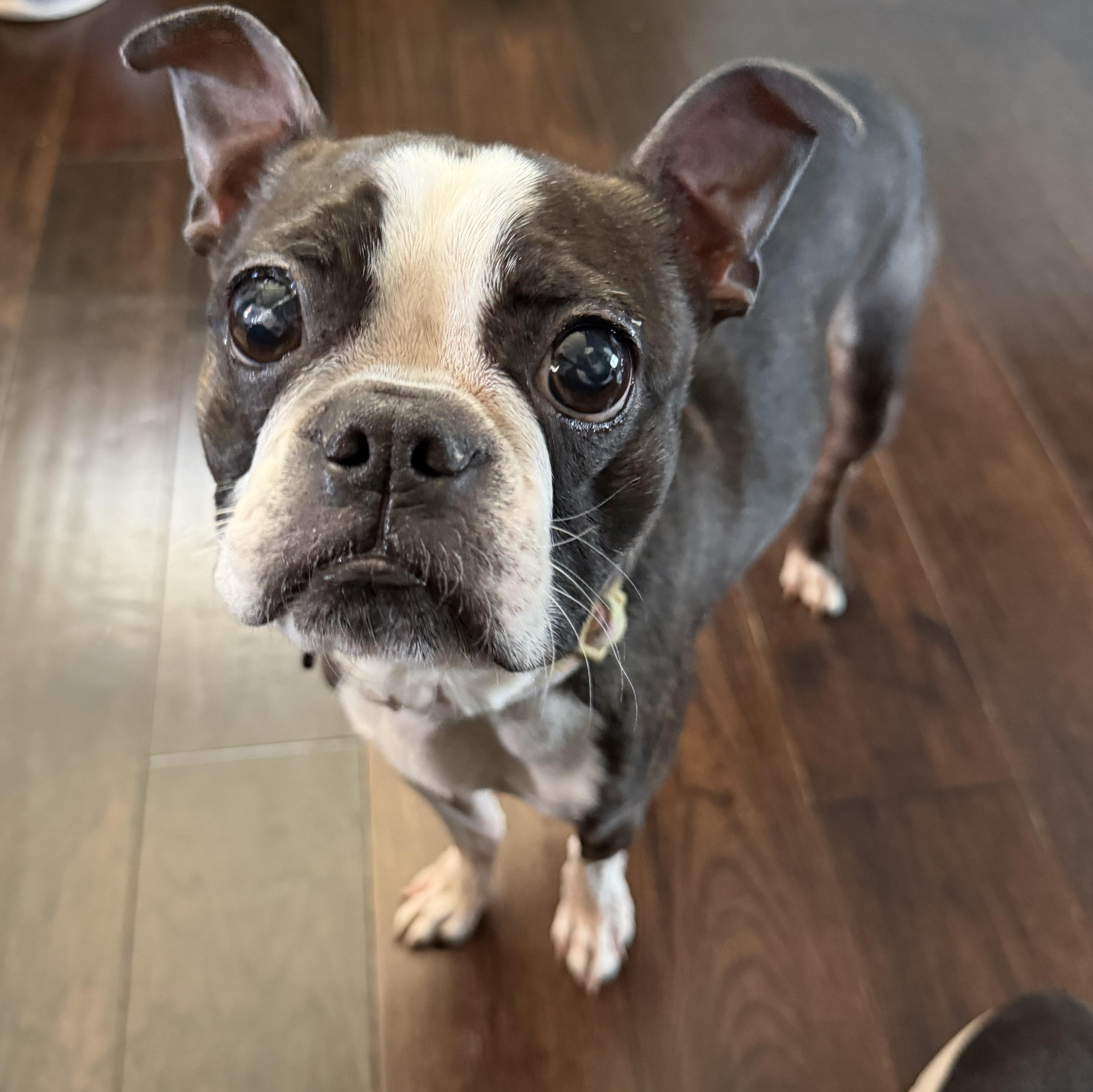 Lady, adopted, Adult Female Boston Terrier.