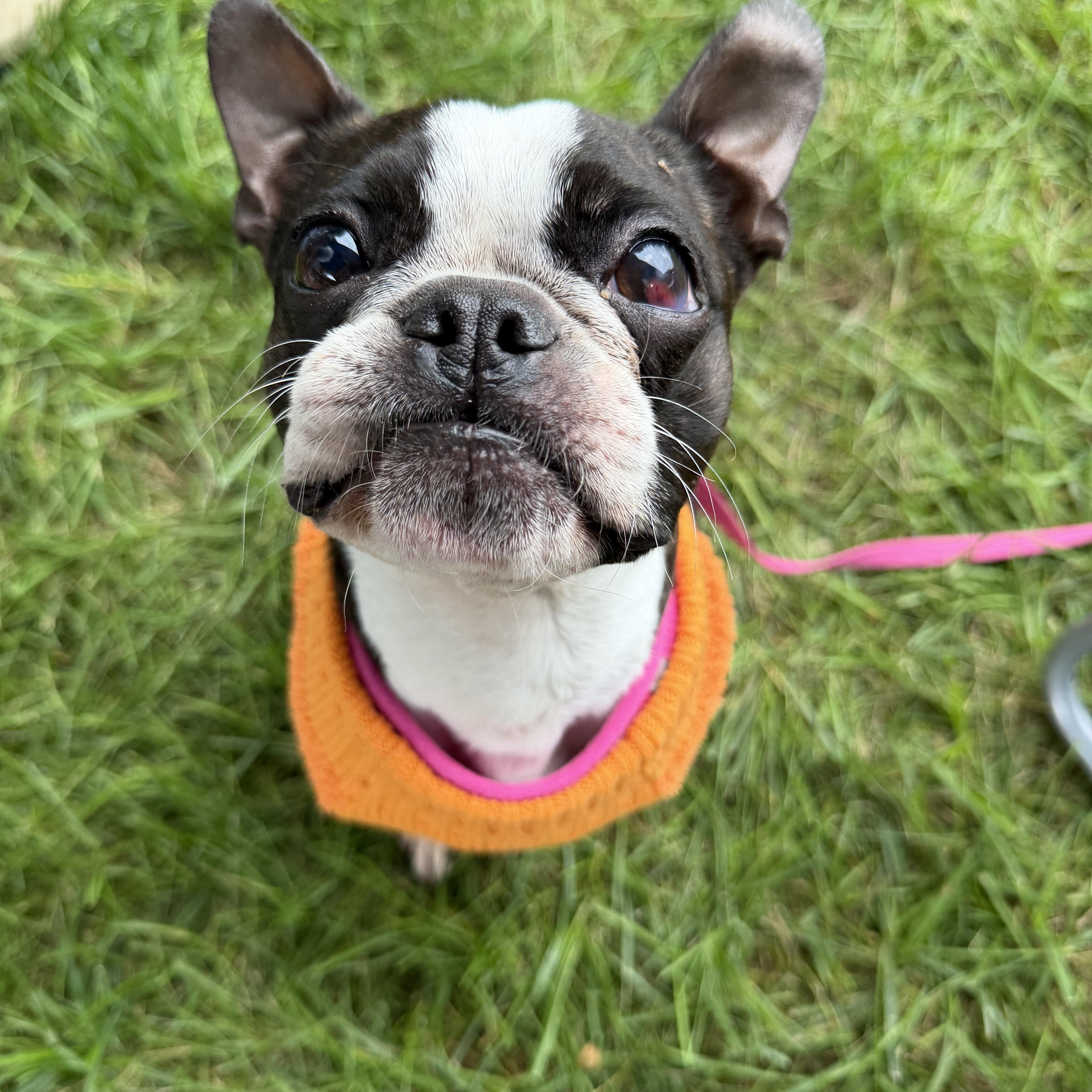 Enlarge Daisy, a Adoptable Boston Terrier in Bettendorf, IA image 2/6