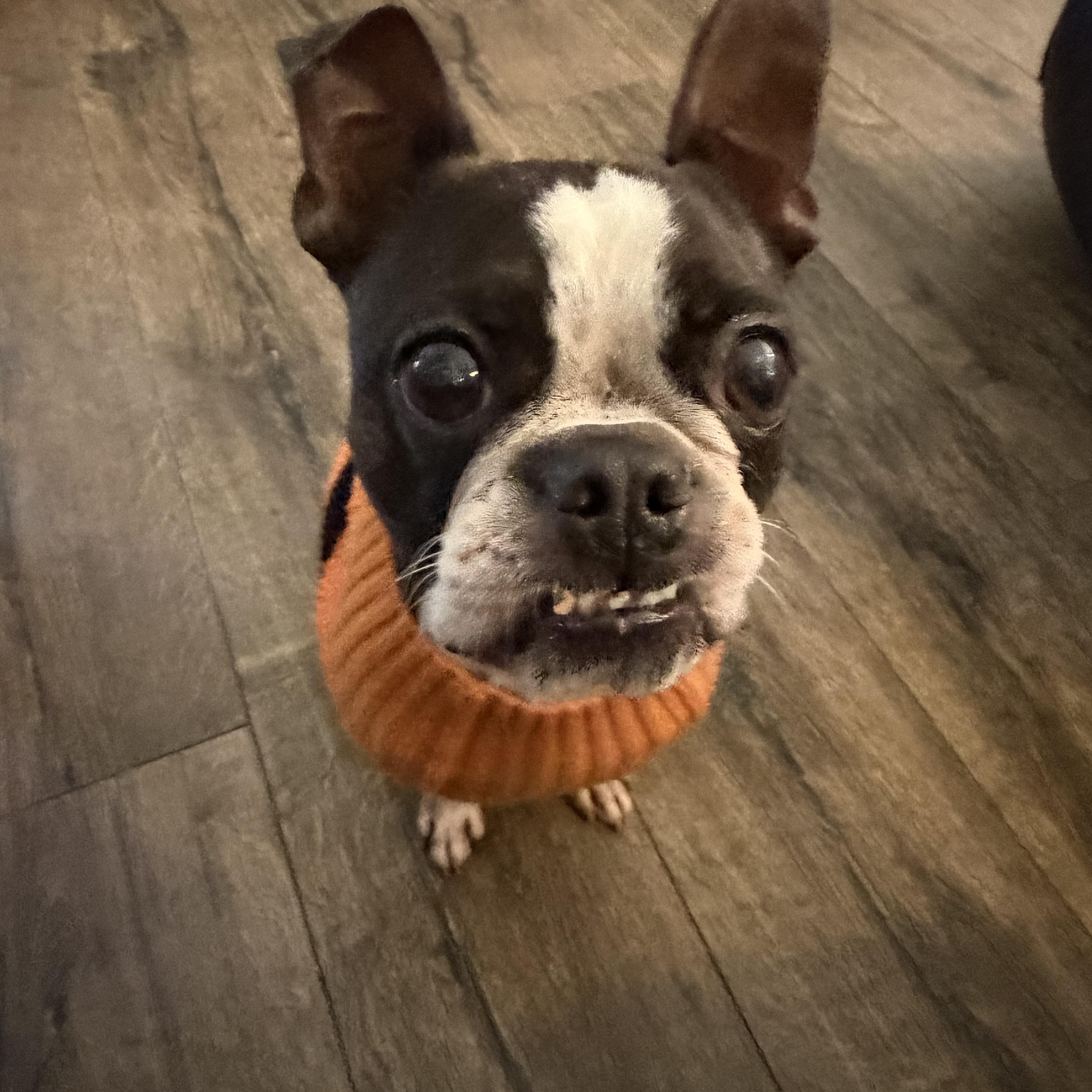 Enlarge Daisy, a Adoptable Boston Terrier in Bettendorf, IA image 4/6
