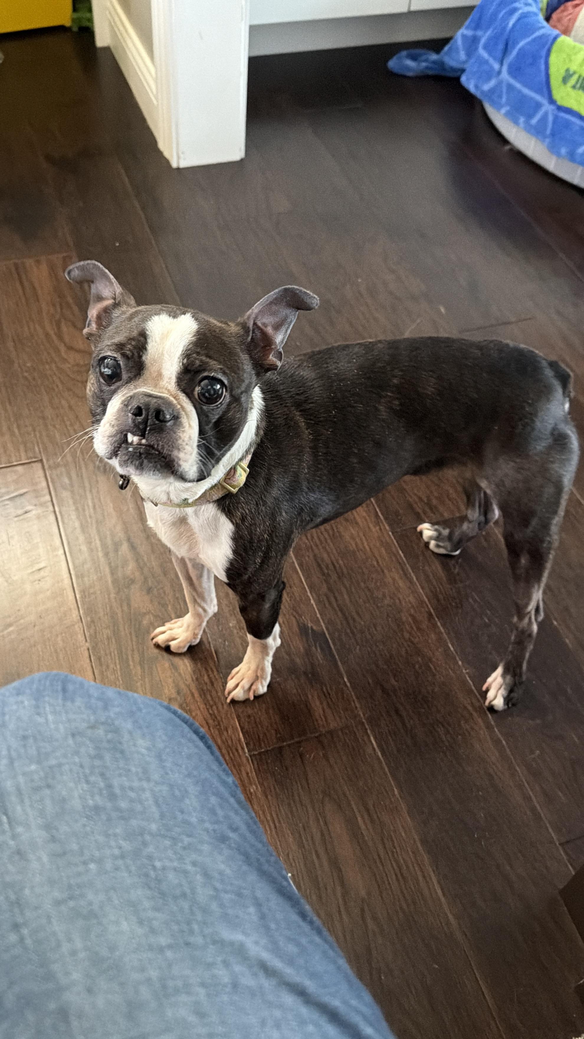 Lady, an adopted Boston Terrier in Bettendorf, IA image 2/4