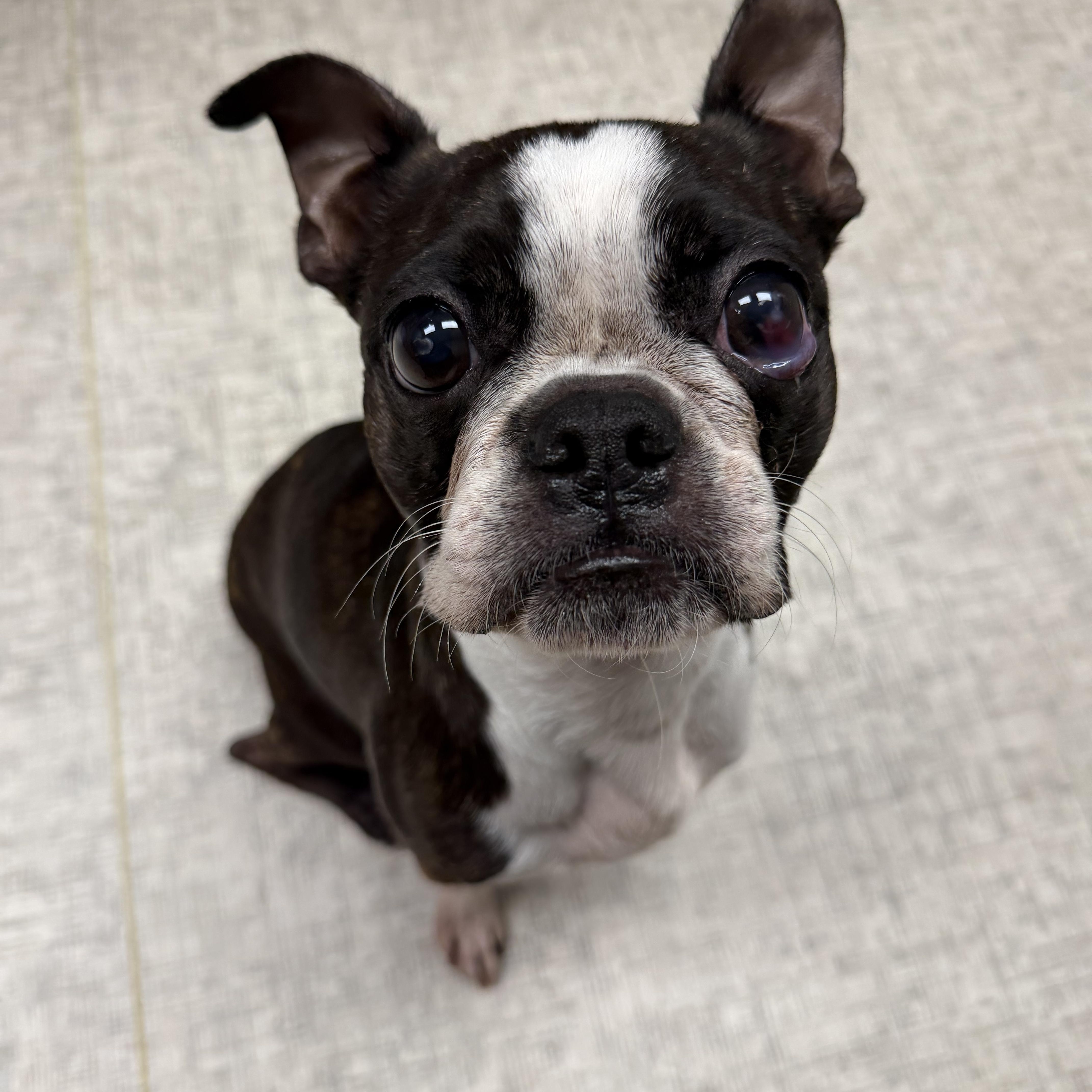 Enlarge Daisy, a Adoptable Boston Terrier in Bettendorf, IA image 5/6