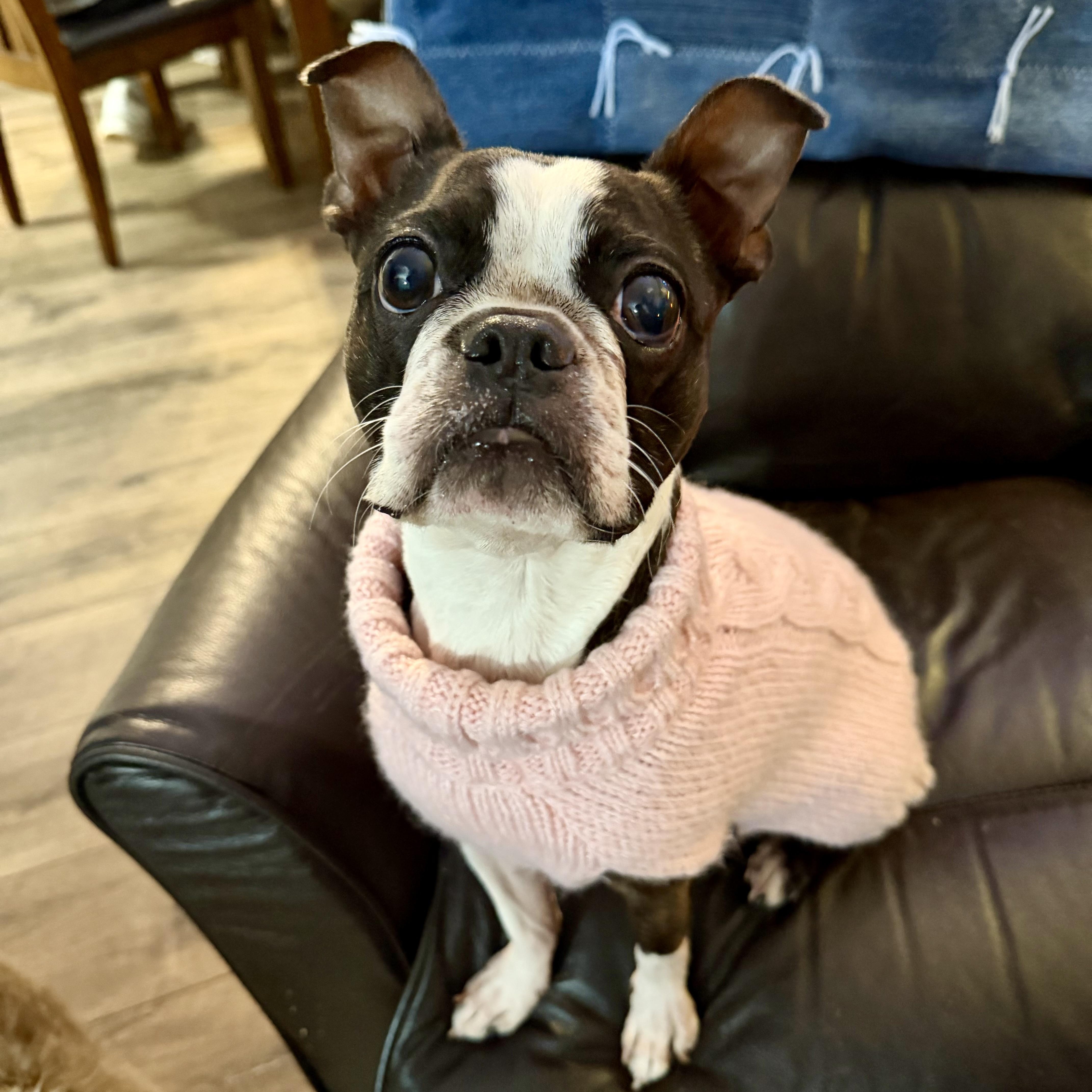 Enlarge Daisy, a Adoptable Boston Terrier in Bettendorf, IA image 1/6