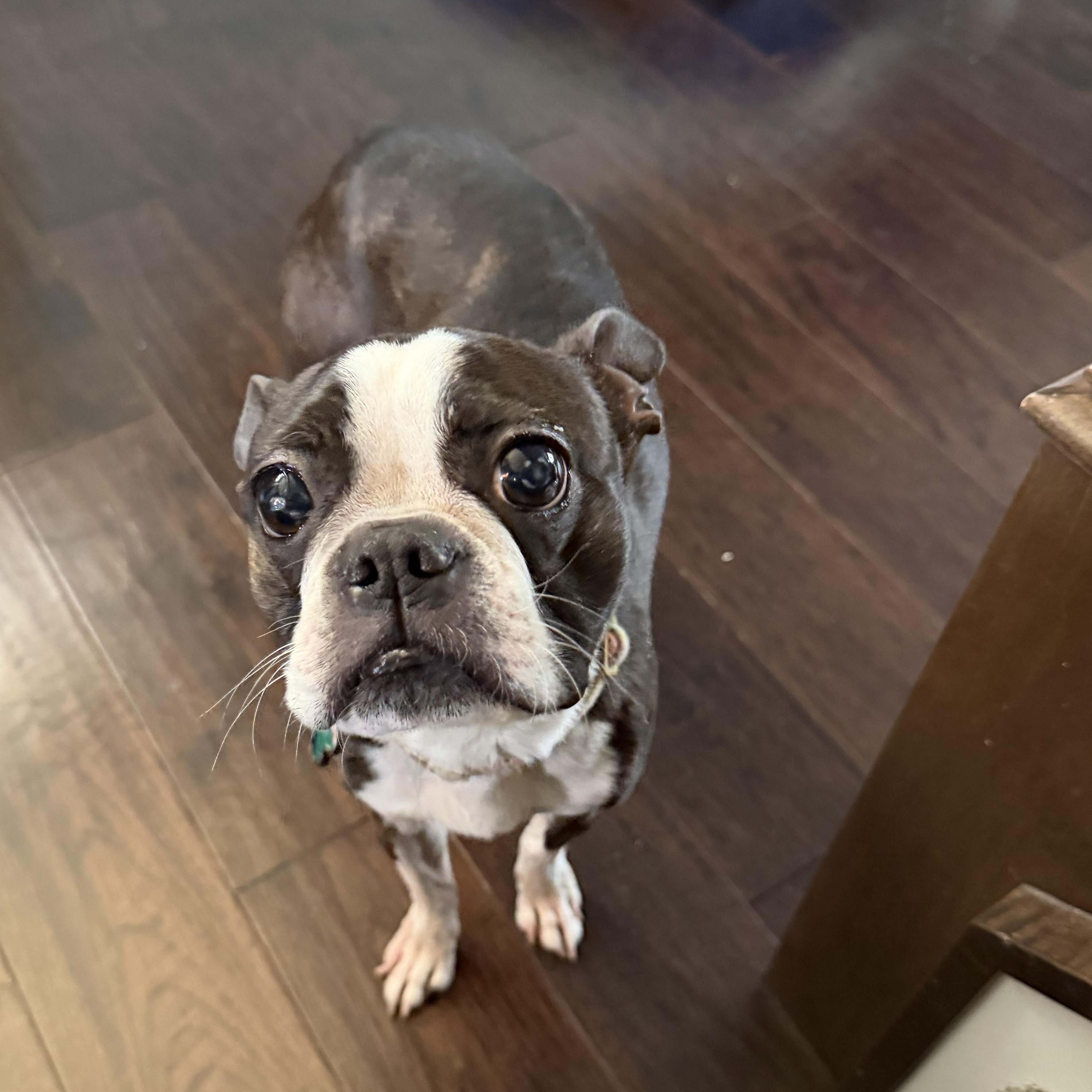 Lady, an adopted Boston Terrier in Bettendorf, IA image 3/4