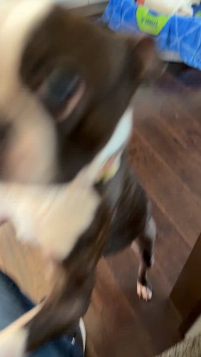 Enlarge Lady, an adopted Boston Terrier in Bettendorf, IA video 4/4