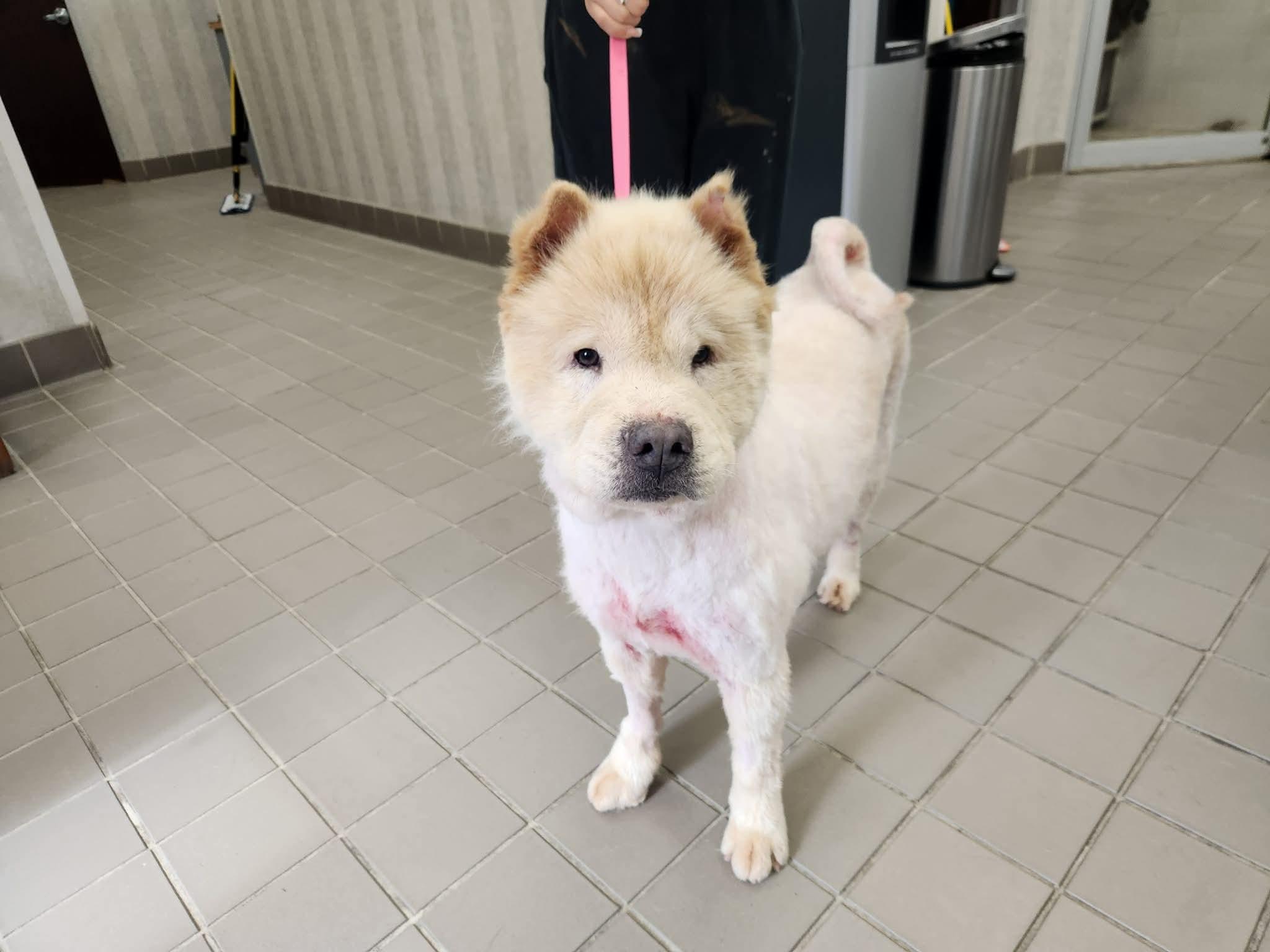 Baloo, Adoptable, Adult Male Chow Chow.