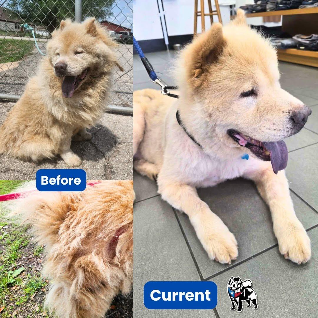 Enlarge Baloo, a Adoptable Chow Chow in Houston, TX image 2/4