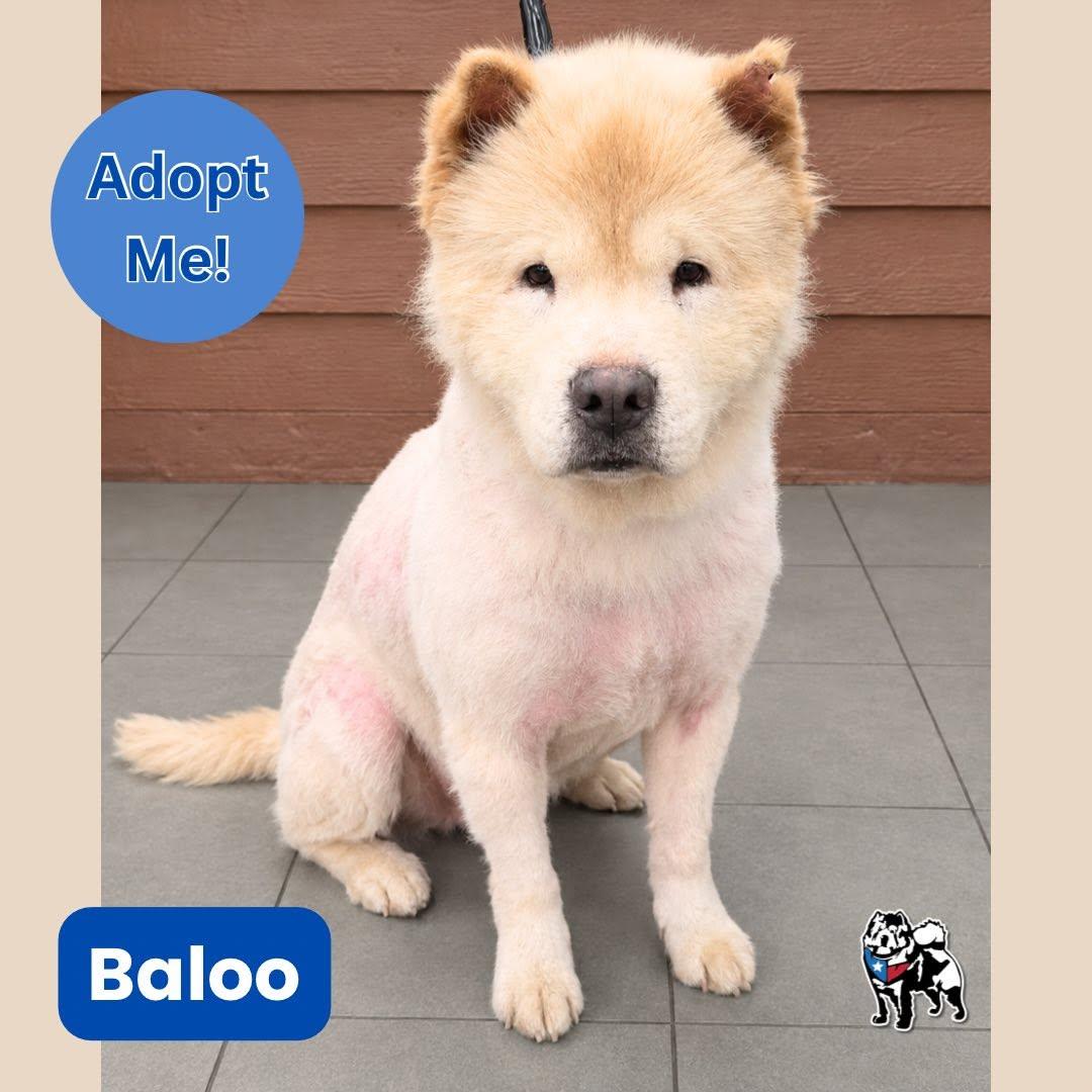 Enlarge Baloo, a Adoptable Chow Chow in Houston, TX image 3/4