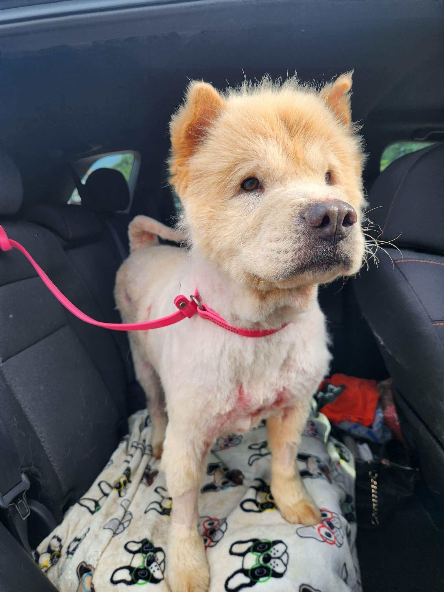Enlarge Baloo, a Adoptable Chow Chow in Houston, TX image 4/4