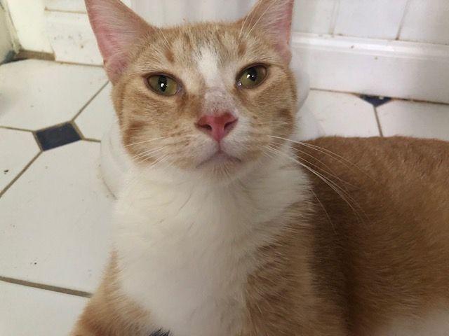 Enlarge Shorty McGuire - COURTESY POSTING, a Adoptable mixed breed in Roseville, MN image 3/4