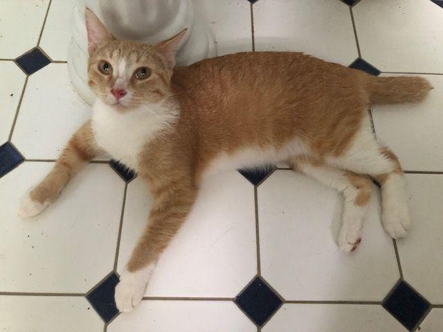 Shorty McGuire - COURTESY POSTING