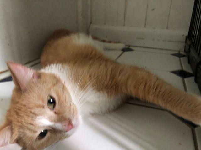 Shorty McGuire - COURTESY POSTING