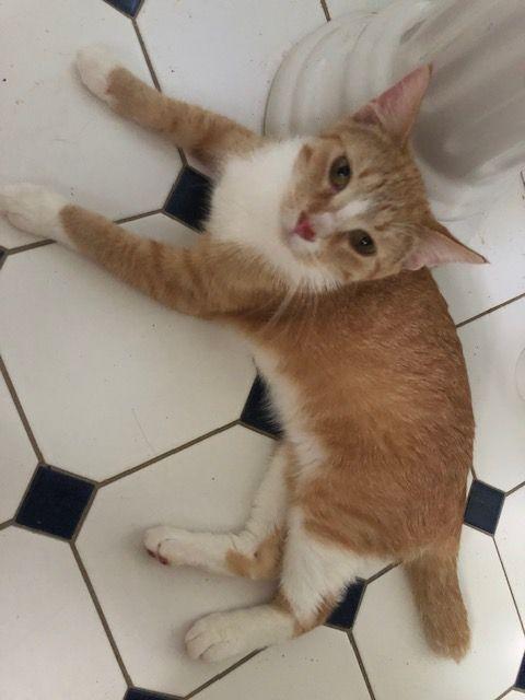 Shorty McGuire - COURTESY POSTING