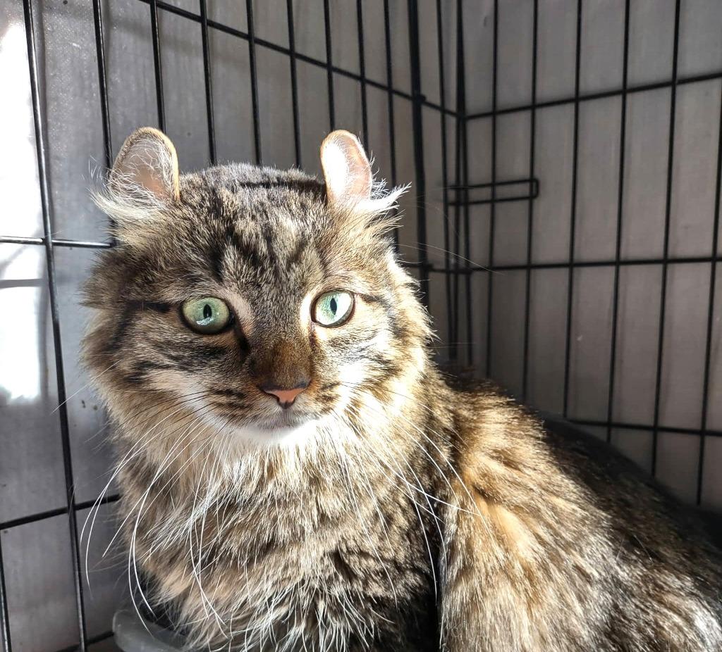 Butterball thumbnail 2