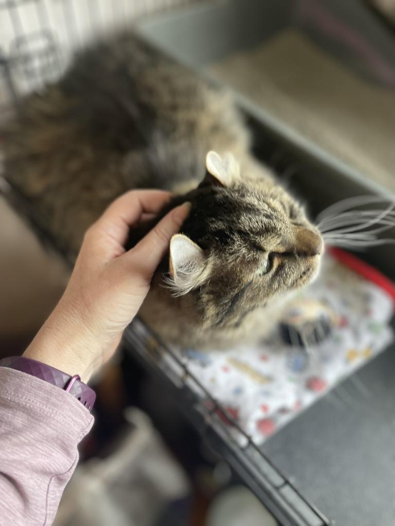 Butterball thumbnail 3