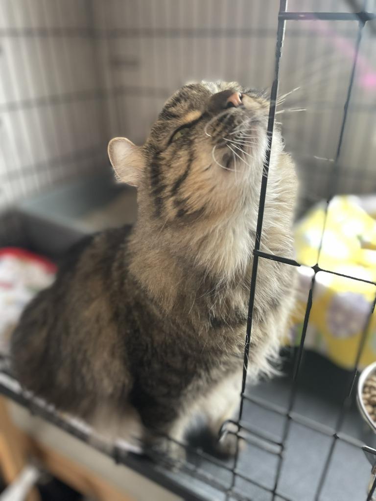 Butterball thumbnail 4