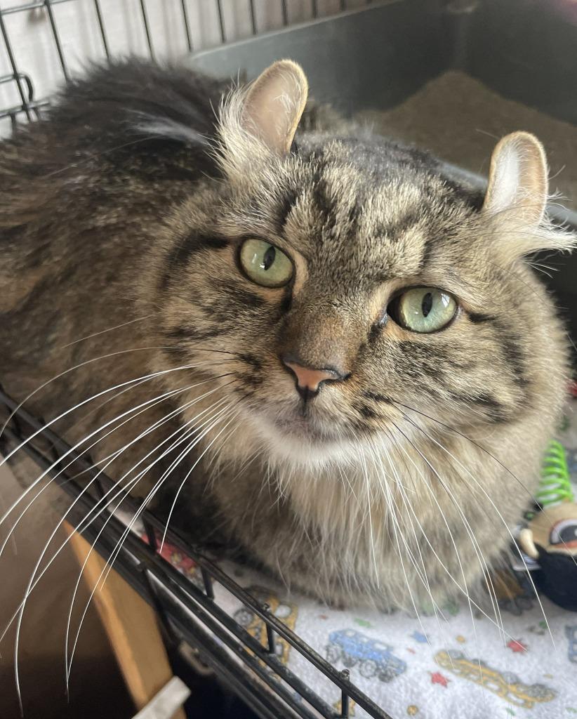 Butterball thumbnail 5