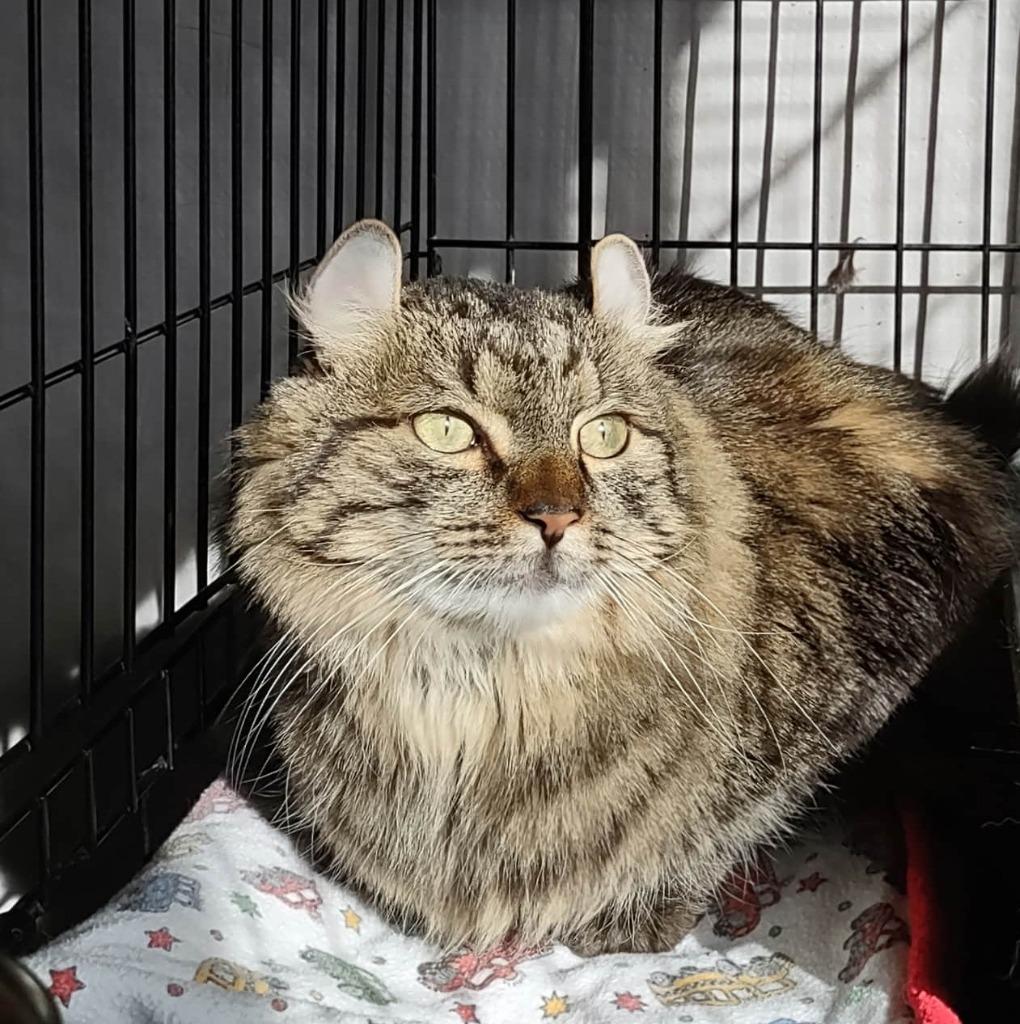 Butterball thumbnail 6