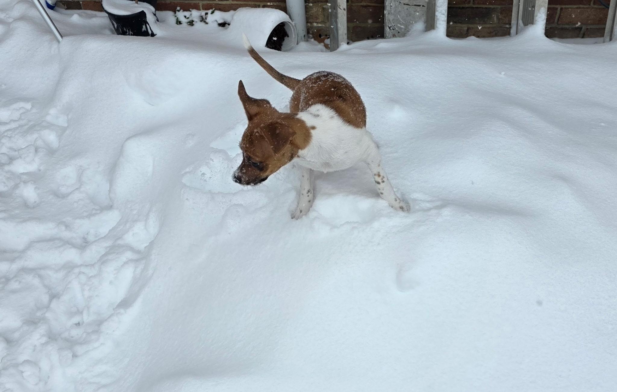 Annie — thumbnail 4