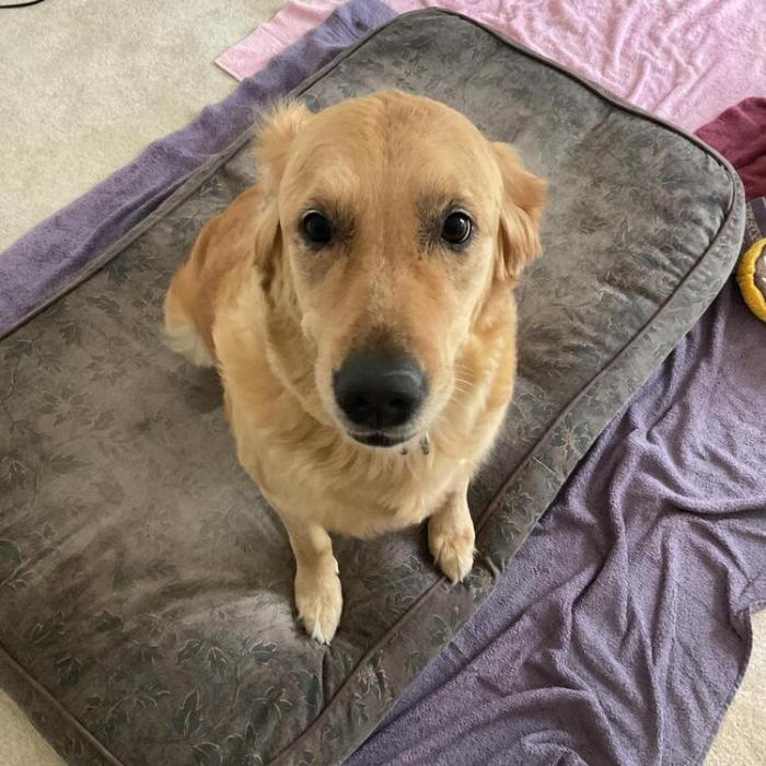 Kaydee #7307, Adoptable, Adult Female Golden Retriever.