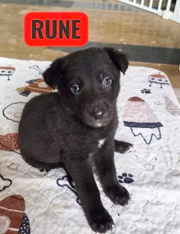Rune