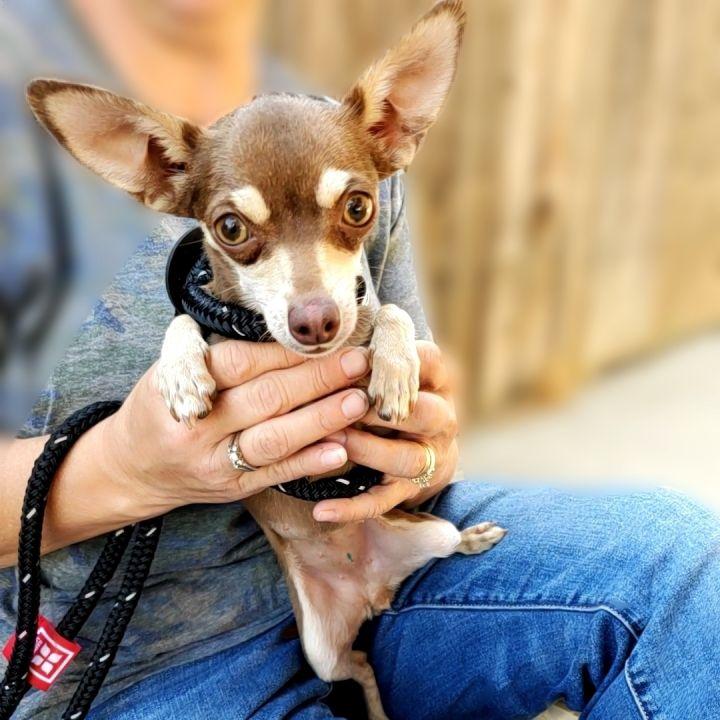 Ping Pong, Adopted, Adult Female Chihuahua.