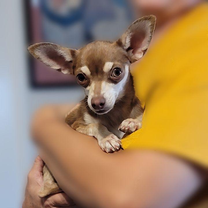 Enlarge Ping Pong, a Adopted mixed breed in Bakersfield, CA image 2/6