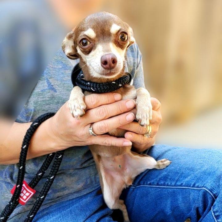Enlarge Ping Pong, a Adopted mixed breed in Bakersfield, CA image 3/6