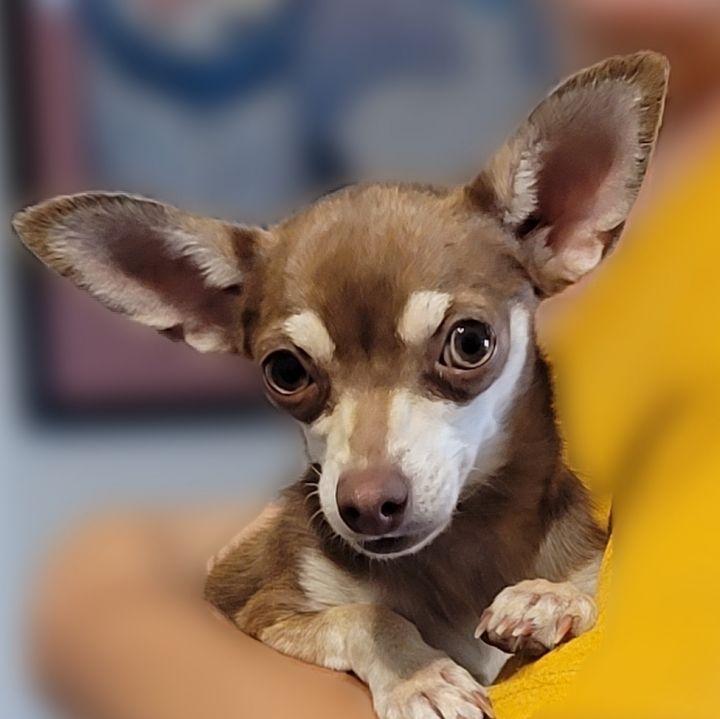 Enlarge Ping Pong, a Adopted mixed breed in Bakersfield, CA image 5/6