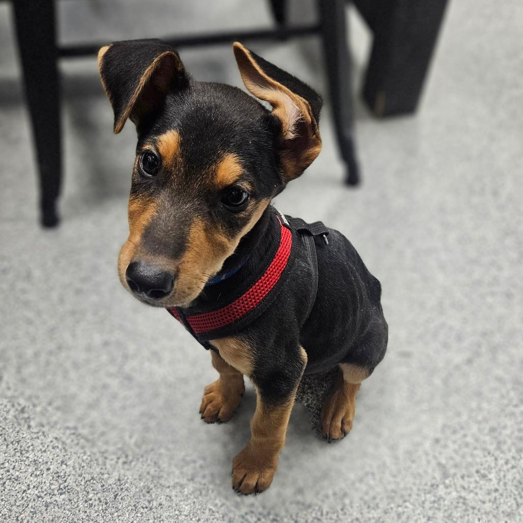 Jake, Adoptable, Puppy Male Mixed Breed & Doberman Pinscher.