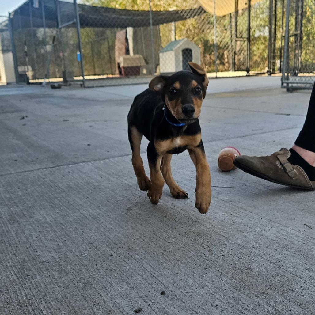 Enlarge Jake, a Adoptable mixed breed in Monticello, IA image 2/6