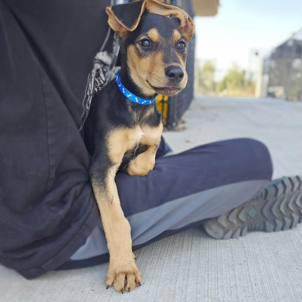 Enlarge Jake, a Adoptable mixed breed in Monticello, IA image 3/6