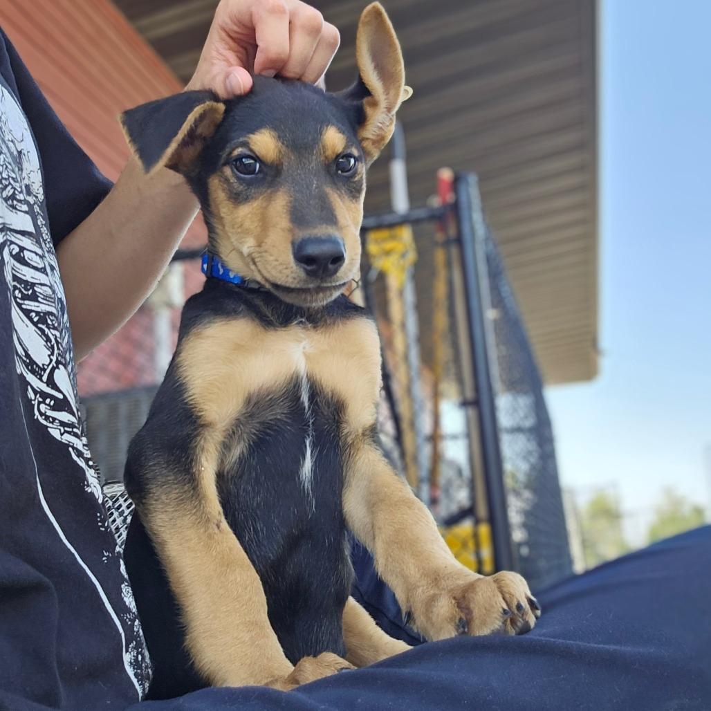 Enlarge Jake, a Adoptable mixed breed in Monticello, IA image 5/6