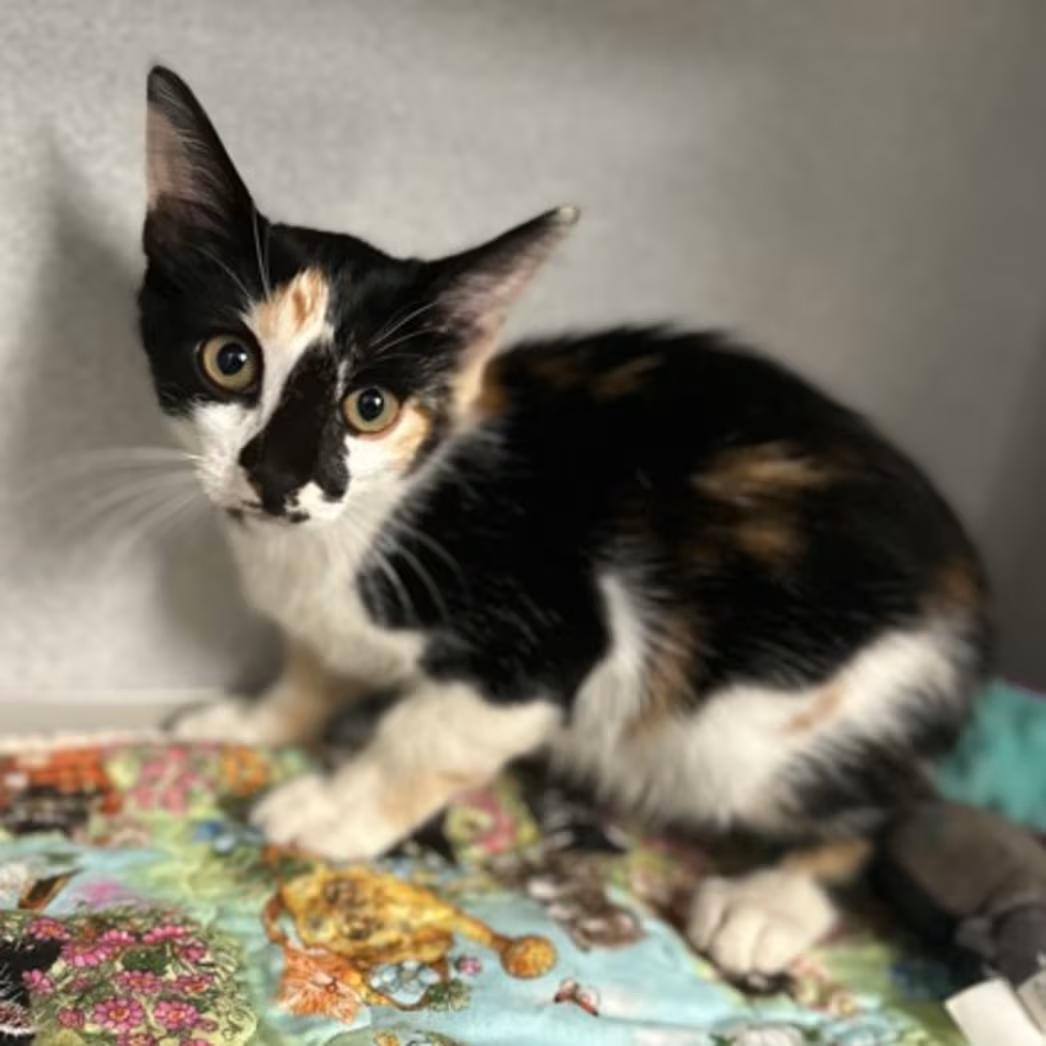 -Prue, adopted, Kitten Female Calico & Domestic Medium Hair.