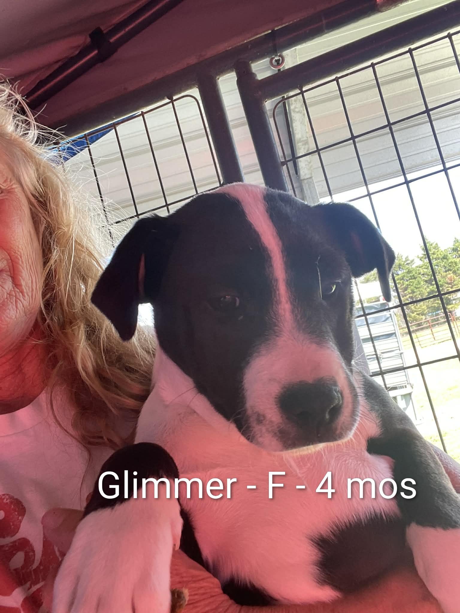 Enlarge Glimmer, an adopted mixed breed in Gardner, MA image 1/1
