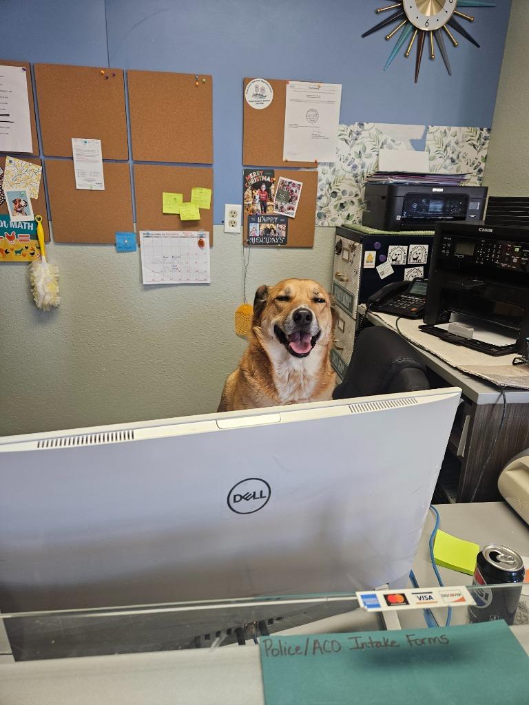 Norah, a Adoptable mixed breed in Pratt, KS image 2/2