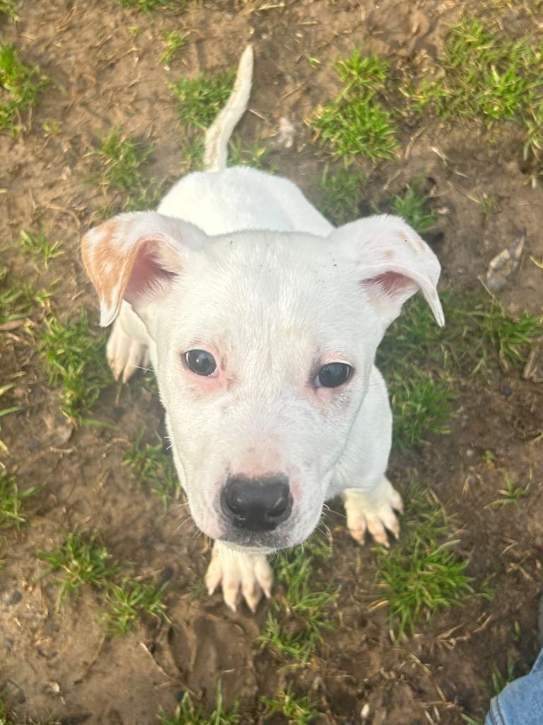 Enlarge Ghost, a Adoptable Labrador Retriever in Benton, AR image 1/2