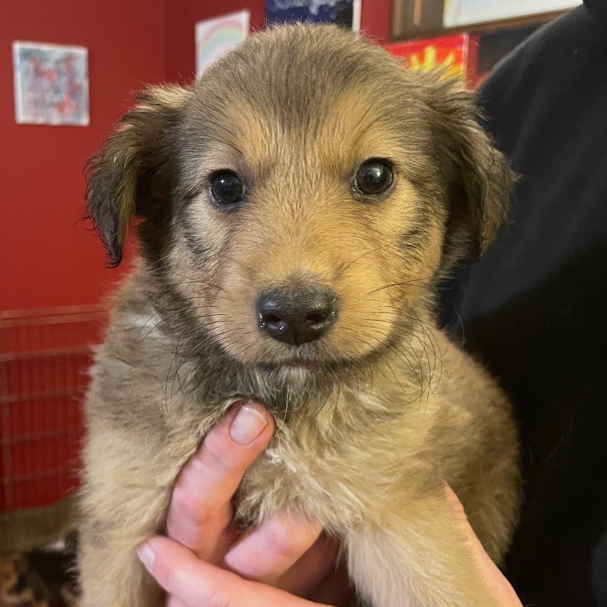 Enlarge Darby, an adopted Australian Shepherd in Minneapolis, MN image 2/2