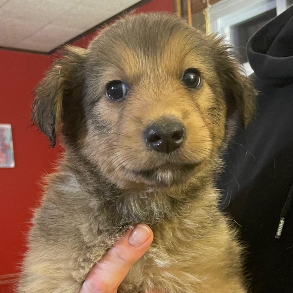 Enlarge Darby, an adopted Australian Shepherd in Minneapolis, MN image 1/2