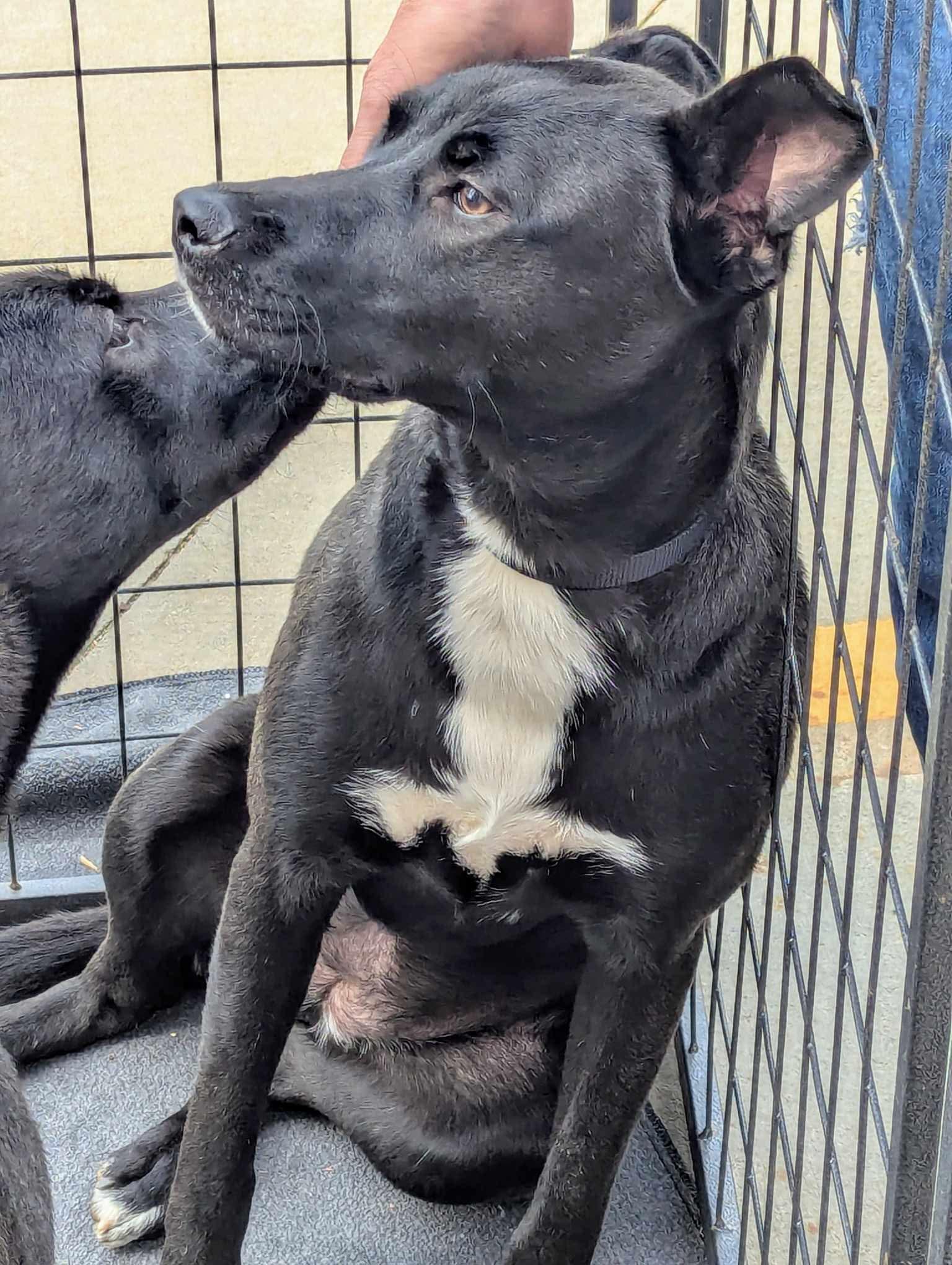 Enlarge Gatsby, a Adoptable mixed breed in RUFFIN, NC image 3/3