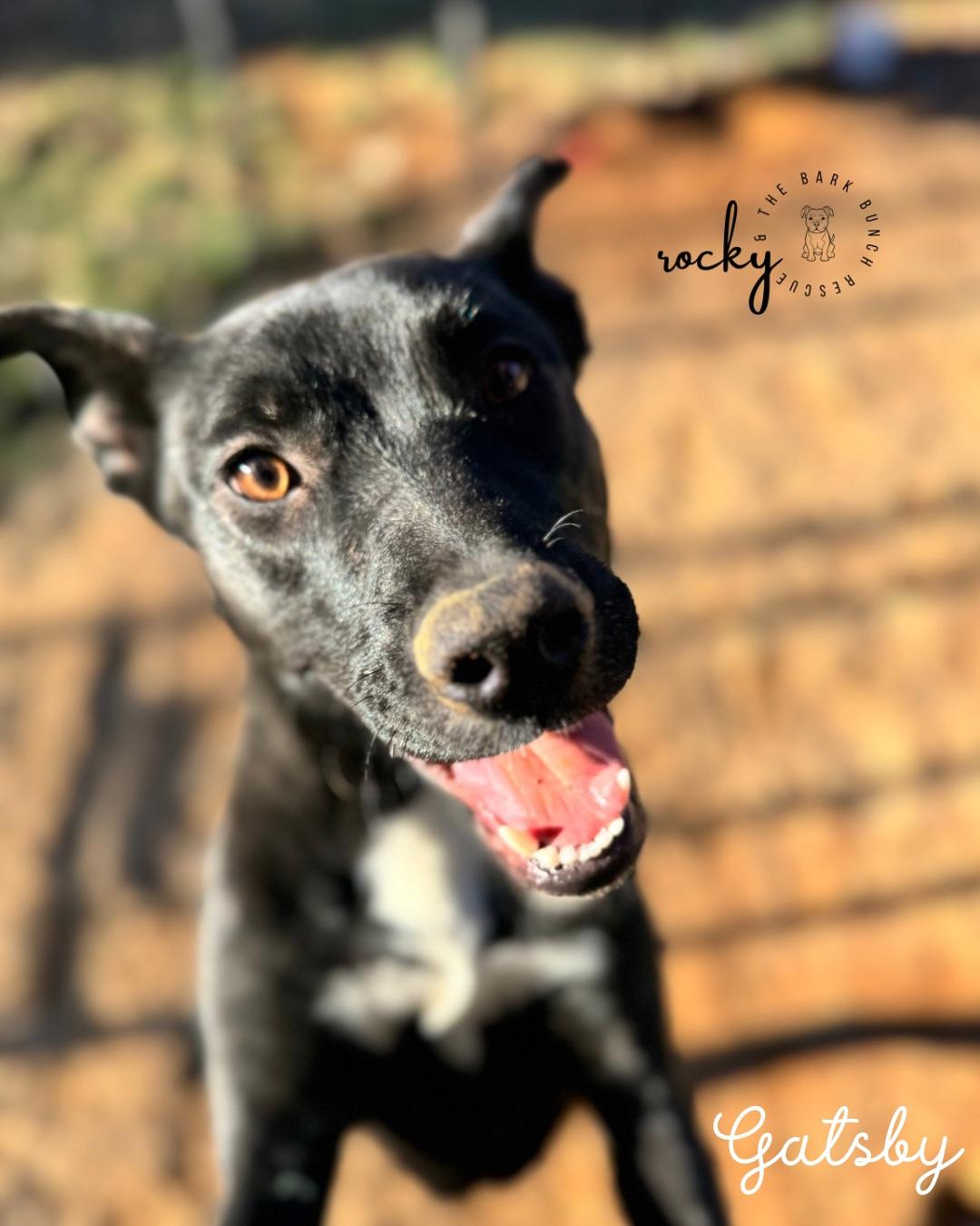 Enlarge Gatsby, a Adoptable mixed breed in RUFFIN, NC image 2/3