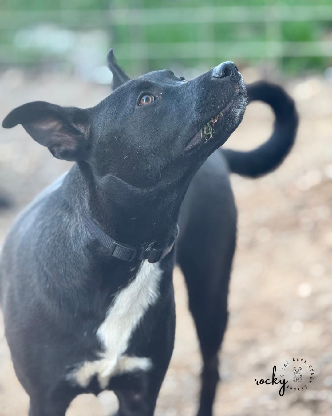 Enlarge Gatsby, a Adoptable mixed breed in RUFFIN, NC image 1/3
