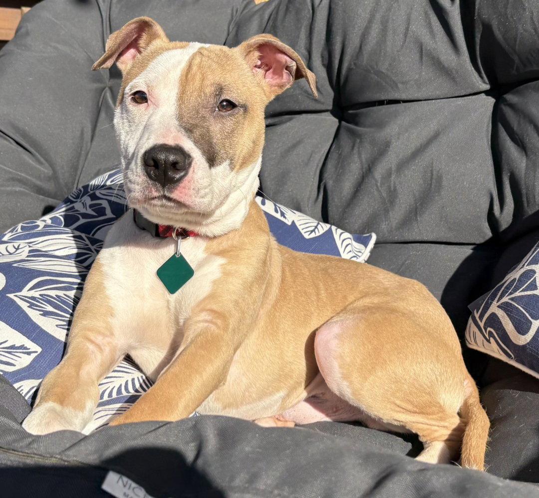 Jackson *Super sweet boy!!*, Adoptable, Puppy Male Pit Bull Terrier.