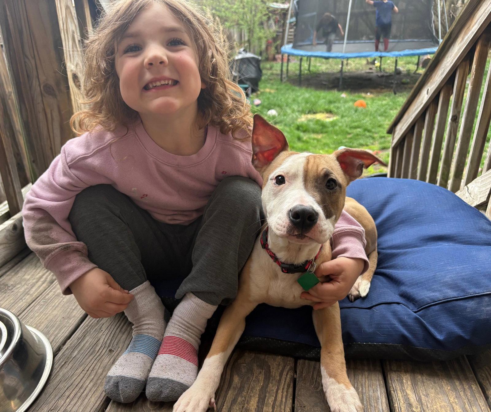 Jackson *Super sweet boy!!*, a Adoptable Pit Bull Terrier in Oxford, MI image 2/3