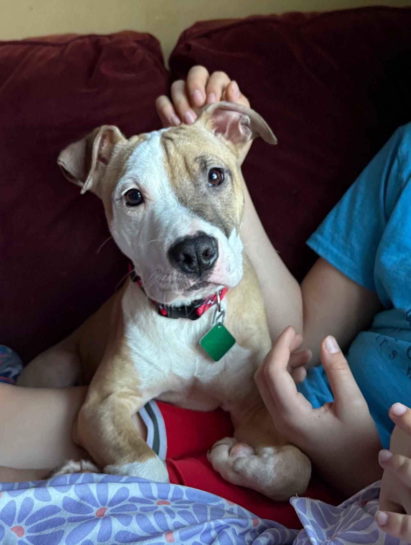 Jackson *Super sweet boy!!*, a Adoptable Pit Bull Terrier in Oxford, MI image 3/3
